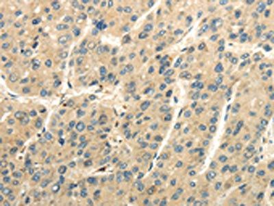 UBAP2L Antibody