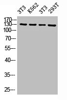 UBAP2L antibody