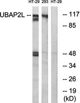 UBAP2L Antibody