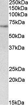 Goat anti-STS2 / TULA (aa470-482) Antibody