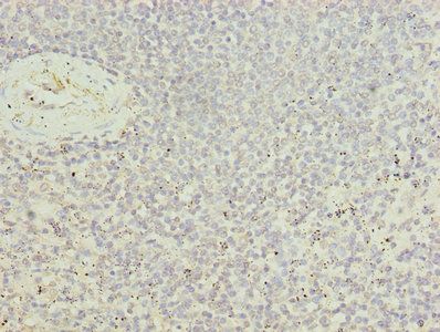 UBASH3B Antibody