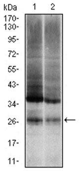 UBB Antibody