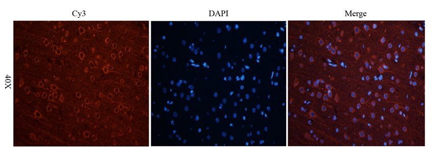 UBC12 antibody