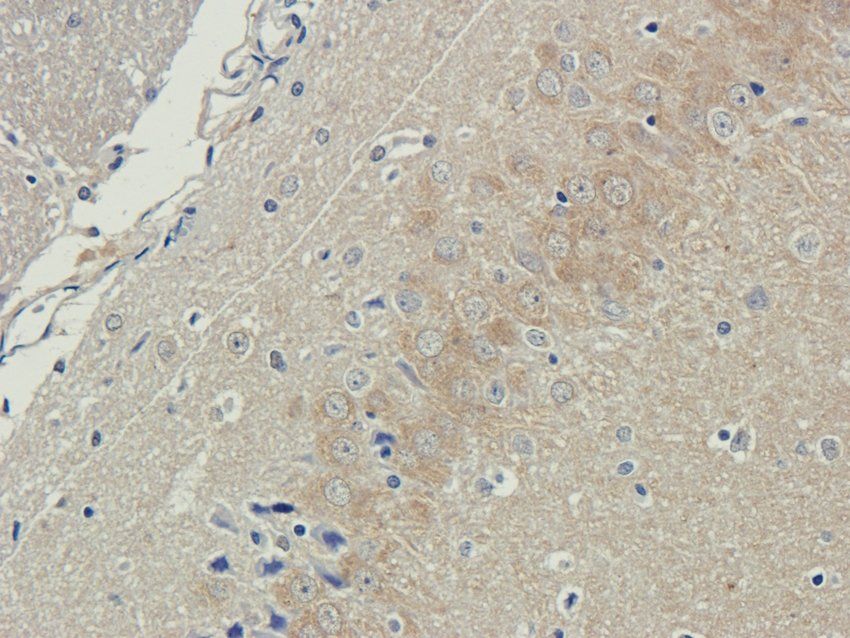 UBC12 antibody