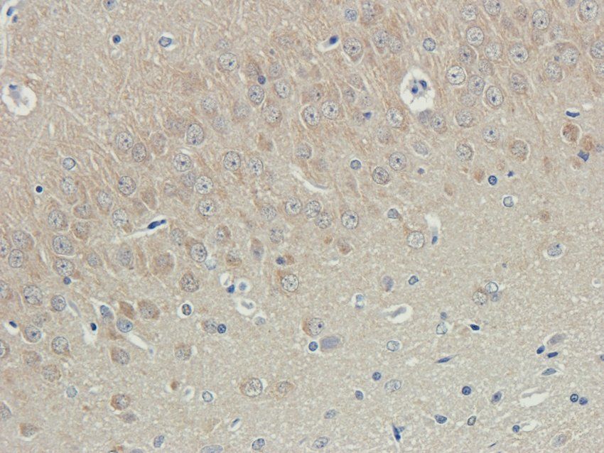 UBC12 antibody