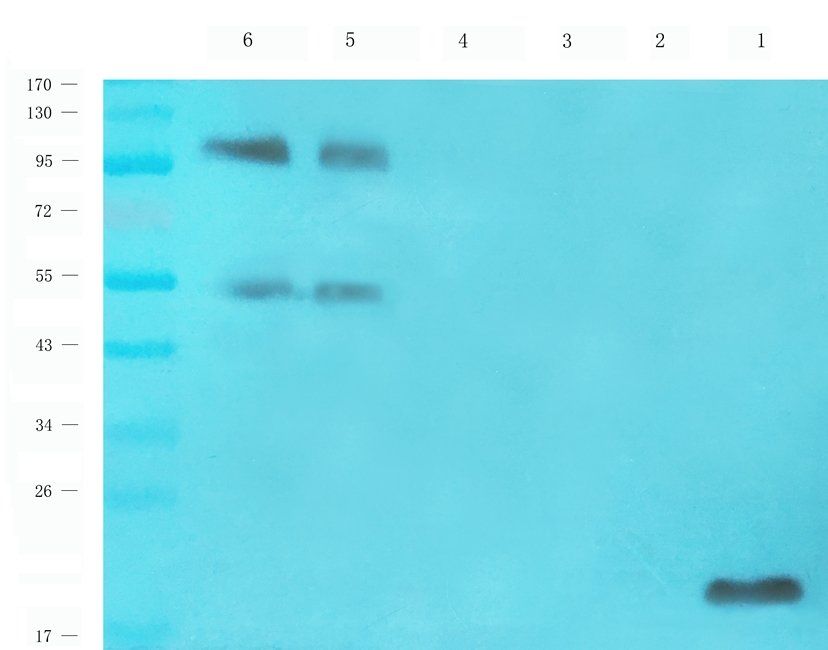 UBC12 antibody