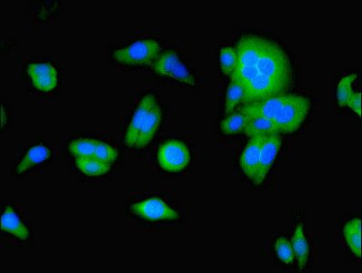 UBD Antibody