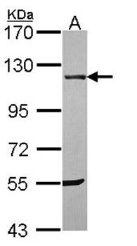 UBE1 antibody