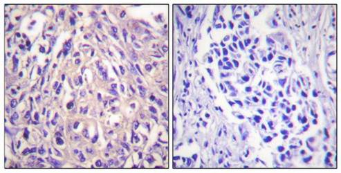 UBE1L antibody