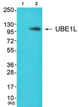 UBE1L antibody