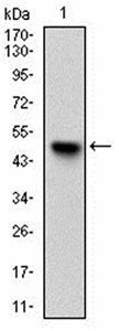 UBE2C Antibody