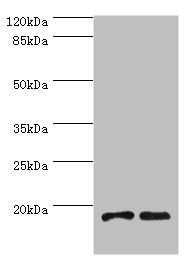 UBE2D1 antibody