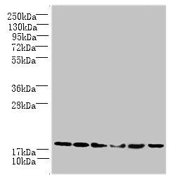 UBE2G2 antibody