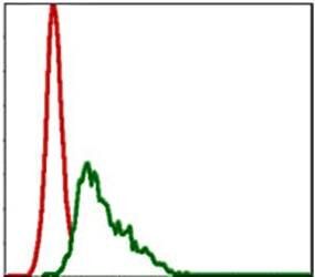 UBE2I Antibody