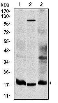 UBE2I Antibody