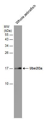ubiquitin conjugating enzyme E2 L3 Antibody