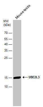 ubiquitin conjugating enzyme E2 L3 Antibody