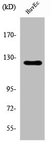 UBE3C antibody