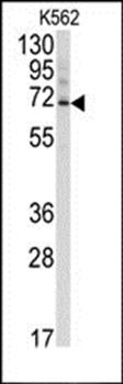Ubiquilin3 antibody