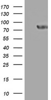 UQCRC1 Antibody