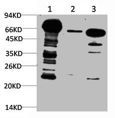 Ubiquitin Antibody
