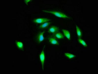 Ubiquitin-like-conjugating enzyme ATG3 antibody