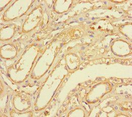 Ubiquitin-like-conjugating enzyme ATG3 antibody