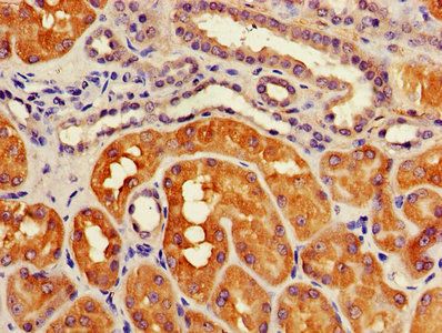 ATG3 Antibody