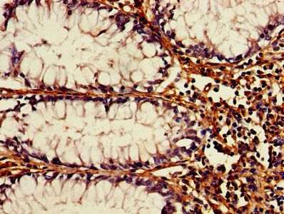 Ubiquitin-like-conjugating enzyme ATG3 antibody