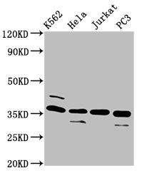 Ubiquitin-like-conjugating enzyme ATG3 antibody