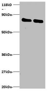 Ubiquitin thioesterase OTUB1 antibody