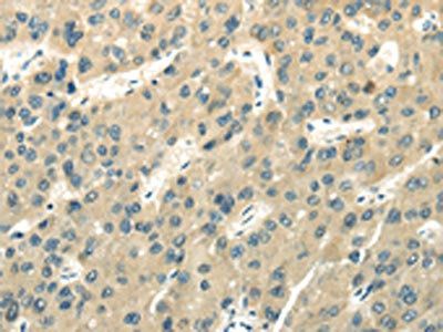 UBL4A Antibody
