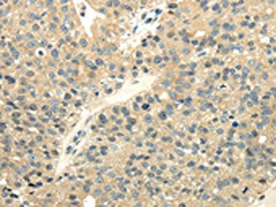 UBL4A Antibody