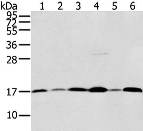 UBL4A Antibody