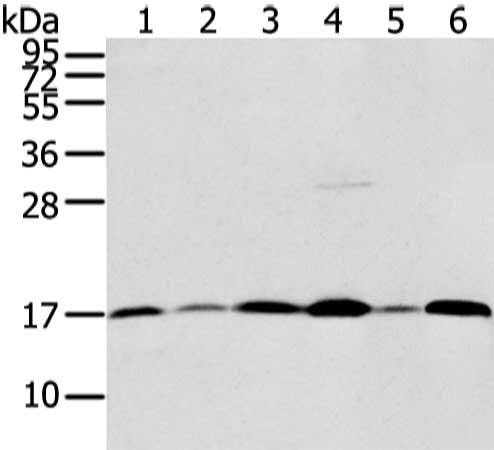 UBL4A antibody