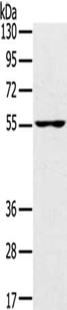 UBP1 antibody