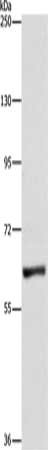 UBQLN1 Antibody