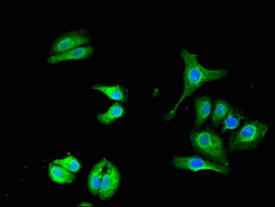 UBQLN1 Antibody