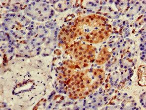 UBQLN1 Antibody