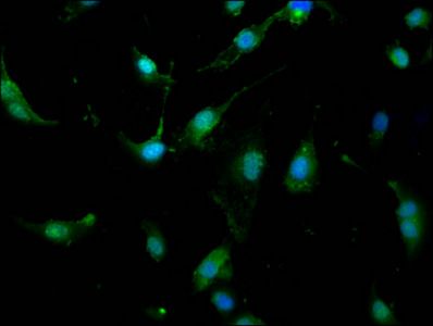 UBR1 Antibody