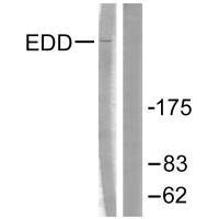 UBR5 antibody