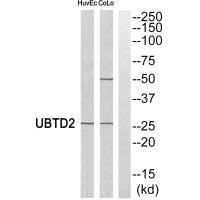 UBTD2 Antibody