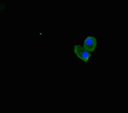UBXN2B Antibody