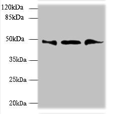 UBXN6 antibody