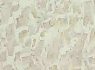 UCP3 Antibody