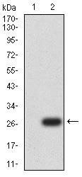 UCP3 Antibody