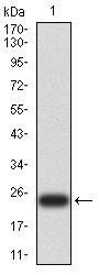 UCP3 Antibody