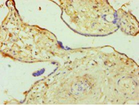 OGT Antibody