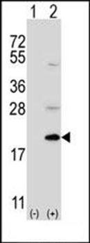 Ufc1 antibody