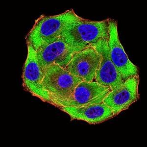 UFD1L Antibody